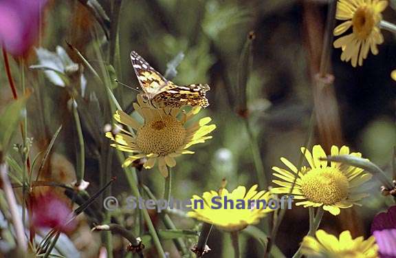 painted lady graphic